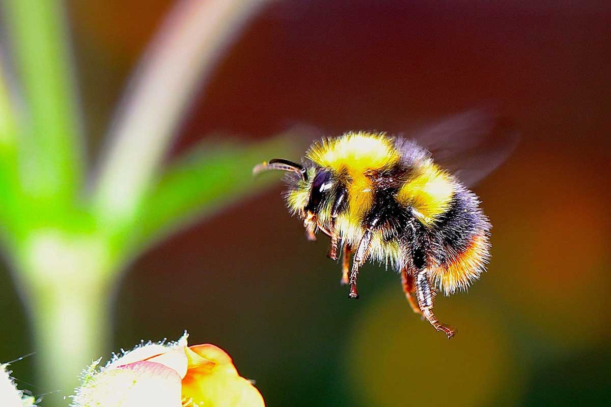 Glyphosate does not cause mortality in bumble bees