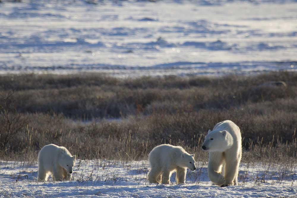 How global warming is affecting polar bears