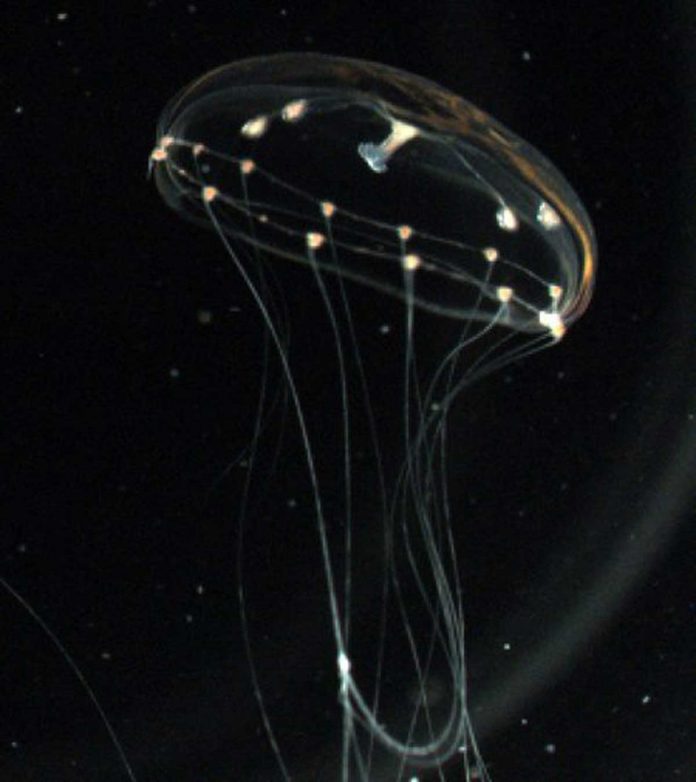 How to read a jellyfish’s behaviour