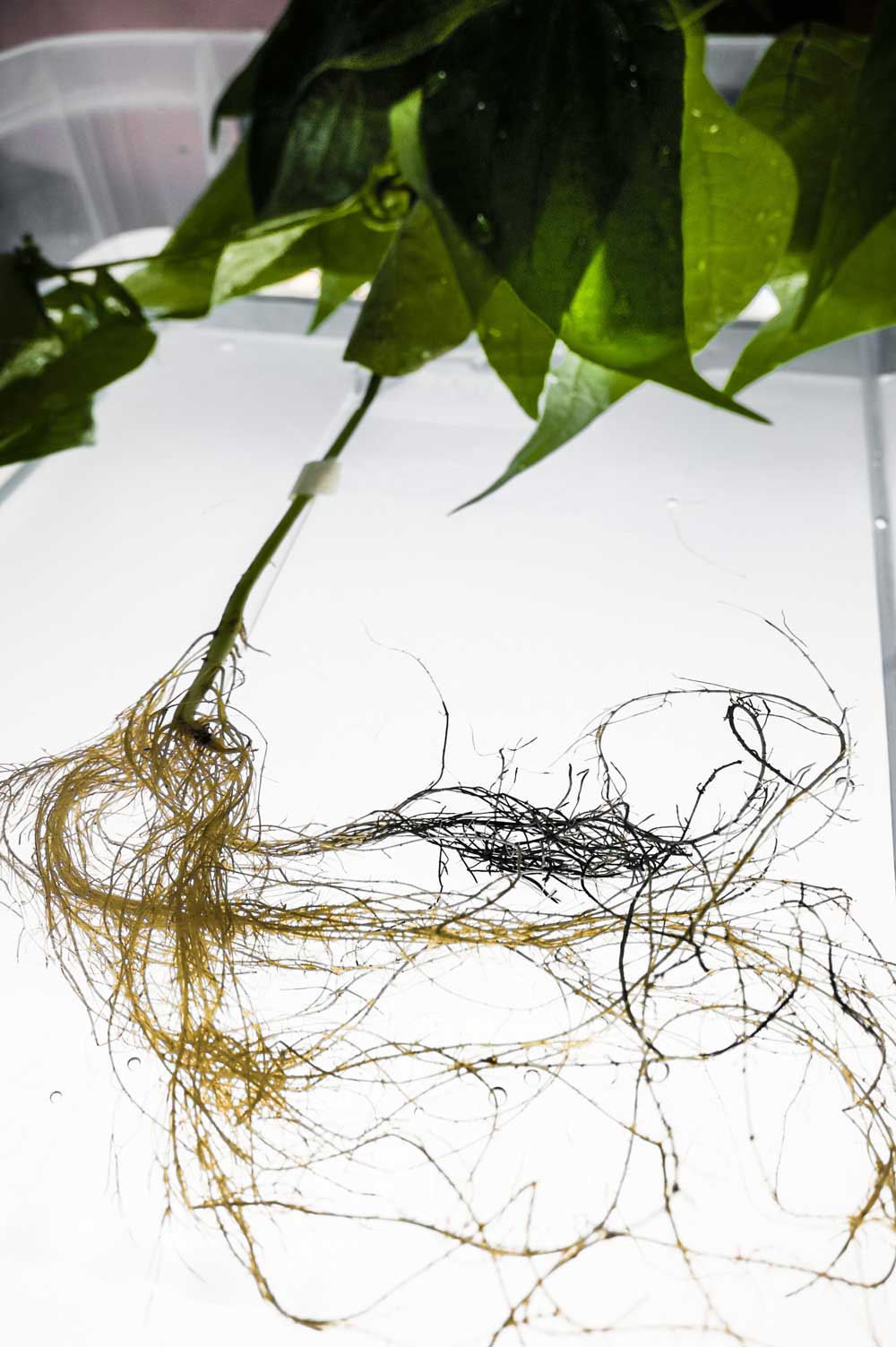 Plant roots are capable of storing energy- research shows