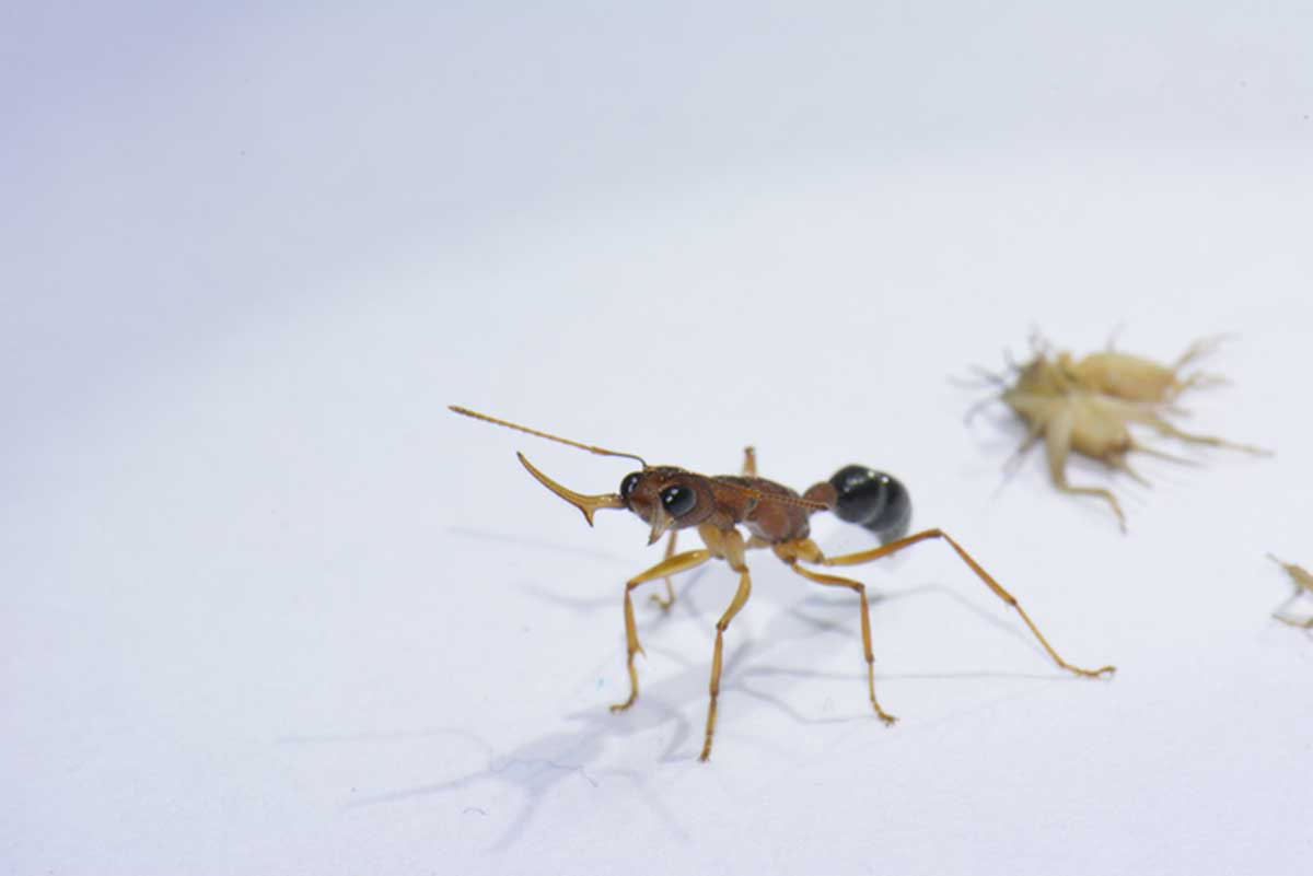 Single protein controls ants’ switch form workers to queens