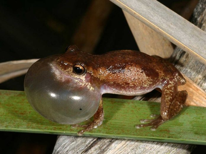 Surprise discovery of two new and very loud frog species