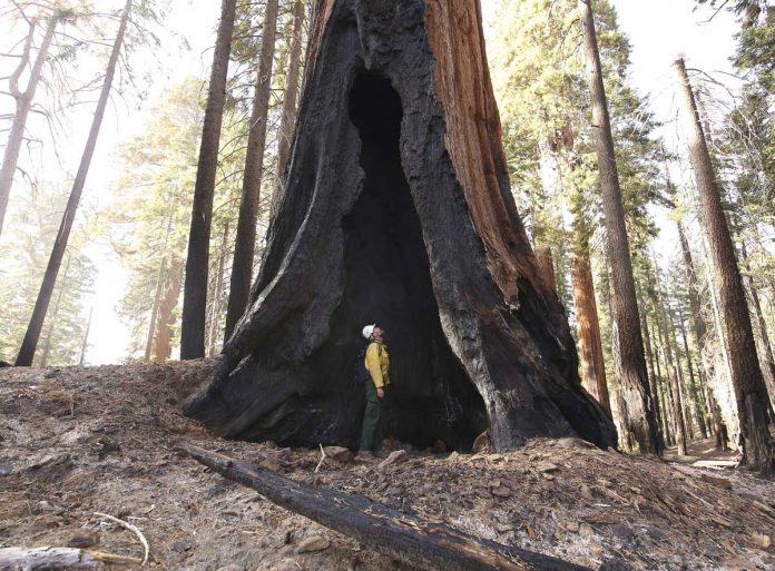 Wildfires torched up giant sequoia trees