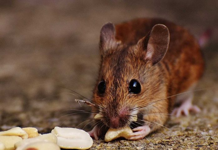 Female mice’s exposure to Phthalates affects hormone levels in their female offspring