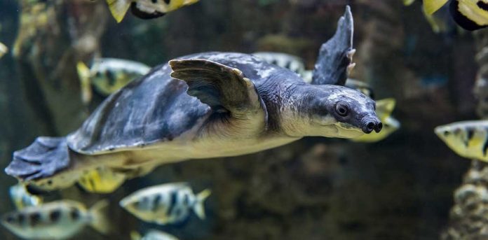 Fossil reveals Melbourne was the paradise for pig-nosed turtle