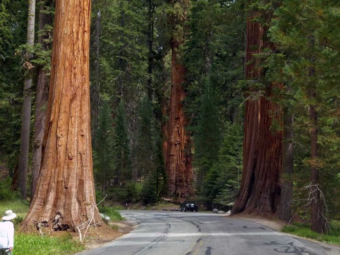 Losing giant sequoias made us aware