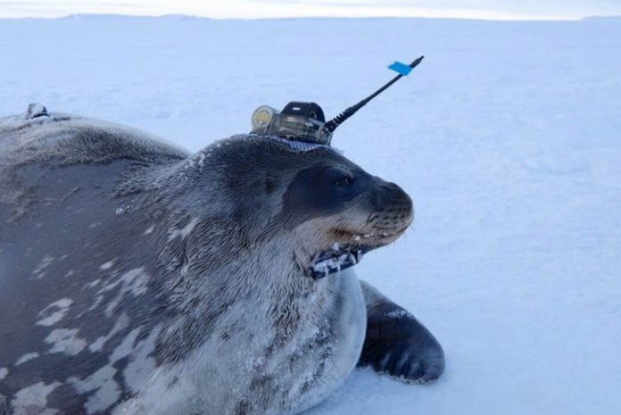 Oceanographers use seals to do research where ships cannot go