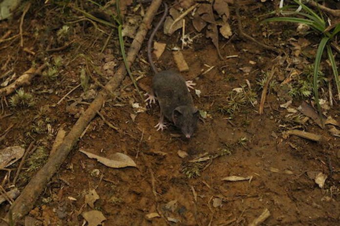 Researchers find 14 new species of shrews