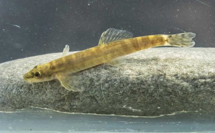 Scientists rediscover loach that they thought extinct