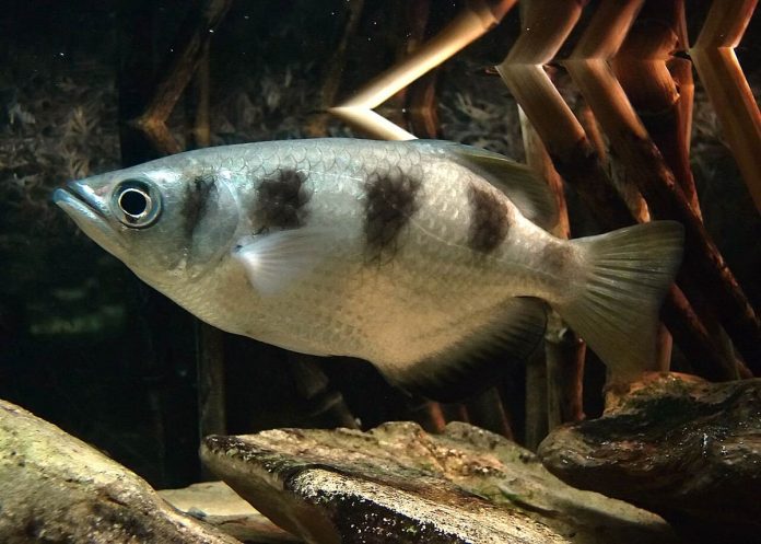 Scientists say archerfish can differentiate between numbers