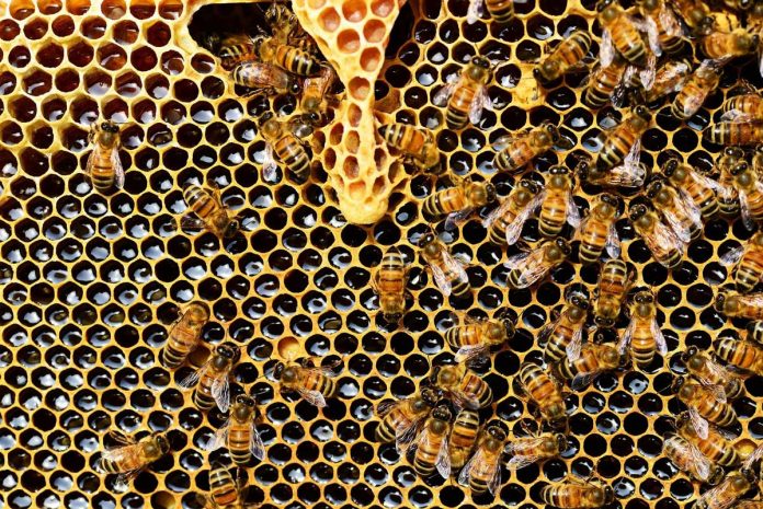Where did western honey bees come from?