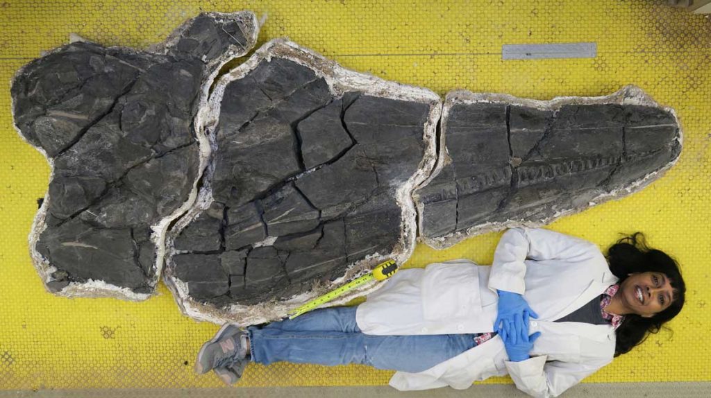 Earth's first-known giant was larger than a sperm whale