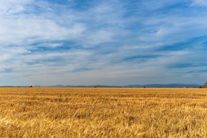 AI sensor will predict when crop needs fertilizer