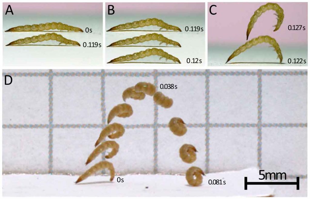A team of researchers has discovered a jumping behavior that is entirely new to insect larvae