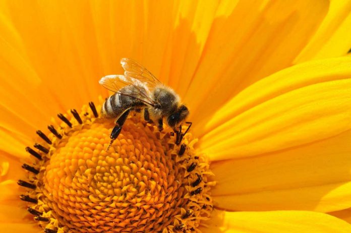 Air pollution significantly reduces pollination in plants