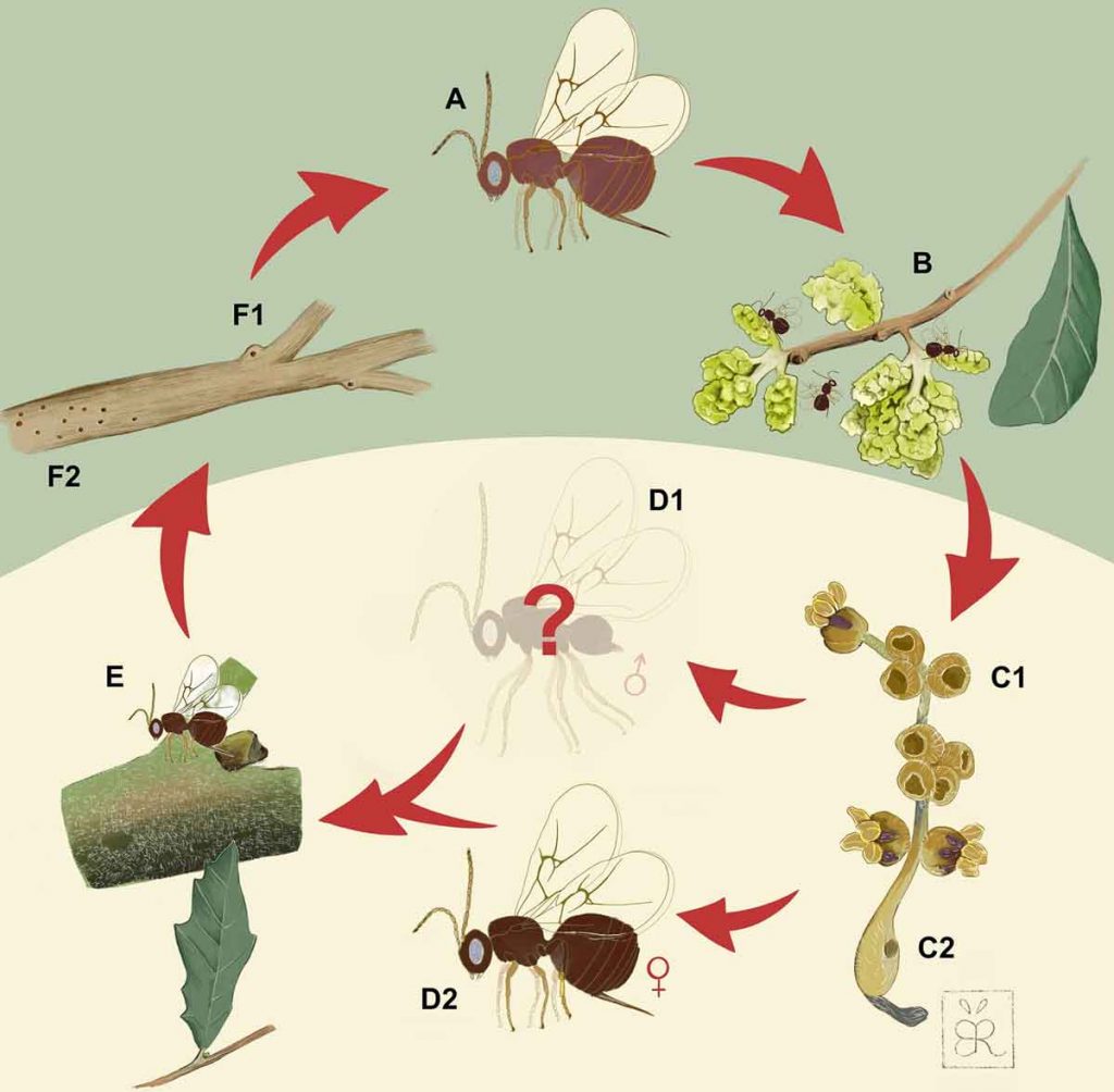 Artist’s illustration of the lifecycle of Neuroterus valhalla, a cynipid gall wasp that uses chemicals to induce live oak trees to grow protective crypts, or galls, around its eggs