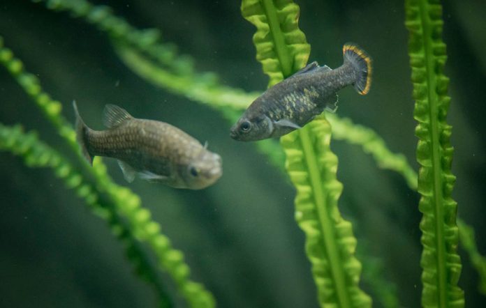 Extinct Mexican fish reintroduced successfully in the river