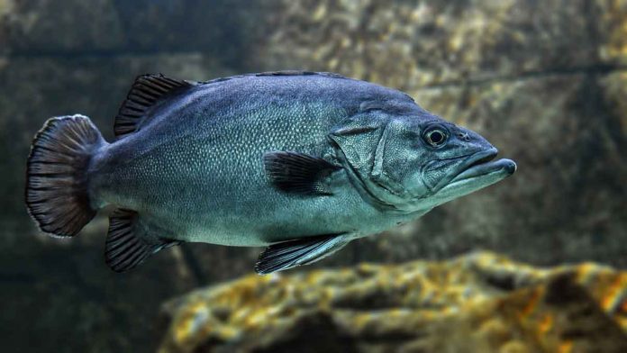 Fish stocks fluctuate with seawater temperature