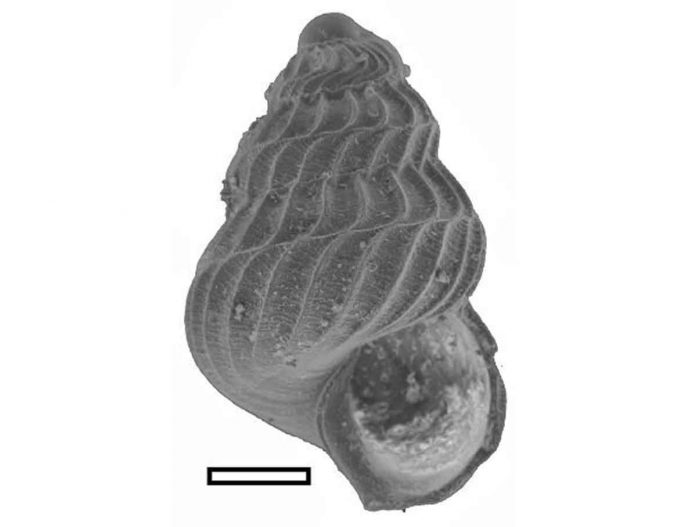 Fossil snail shells will help in analysing ancient ocean chemistry