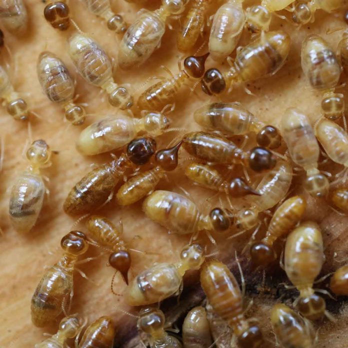 New study overturns theory on evolution of termite brain size