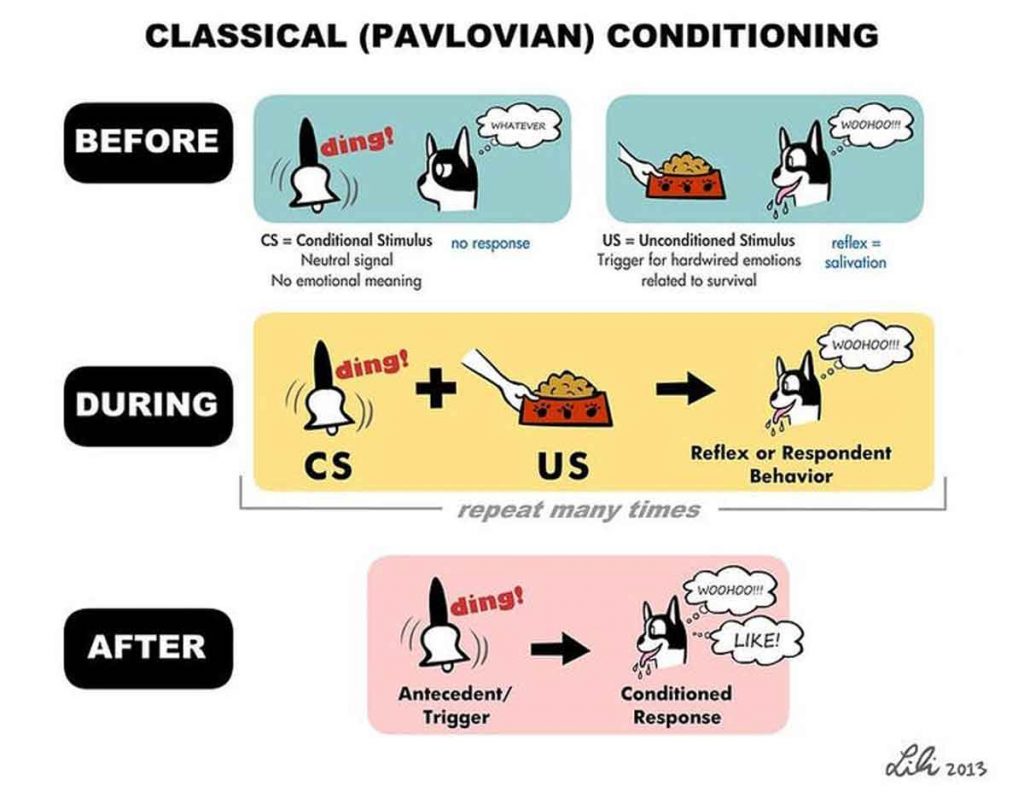 Pavlov’s dog is the most well-known example of classical conditioning, in which a dog salivates in response to a ringing bell because it has formed an associative memory between the bell and food