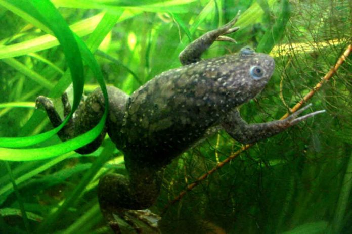 Researchers regrow frog's lost leg