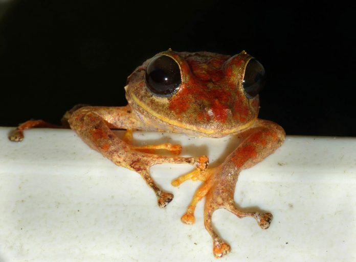Scientist discovers new rainfrog species in Panama