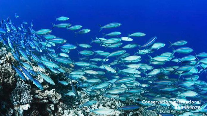 Scientists explored fish flow from fisheries to supper