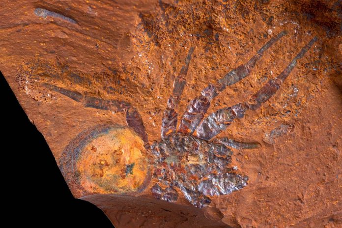 Scientists found new fossil in the heart of Australia