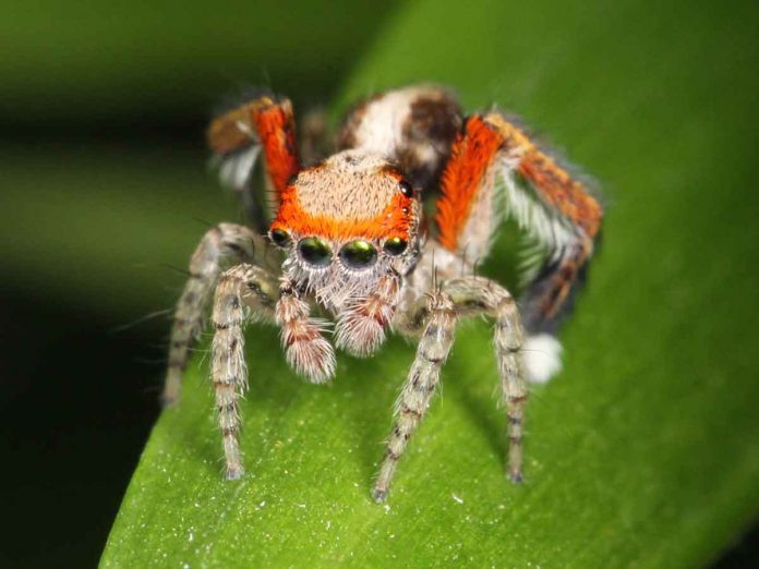 Scientists found out a colour-blind spider