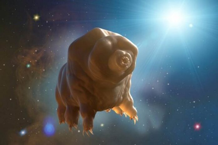 Scientists will send tardigrades to the stars