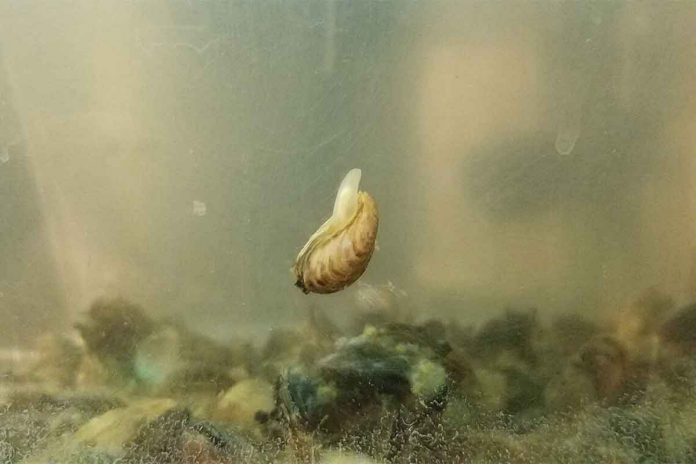 Study reveals why zebra mussels are so sticky