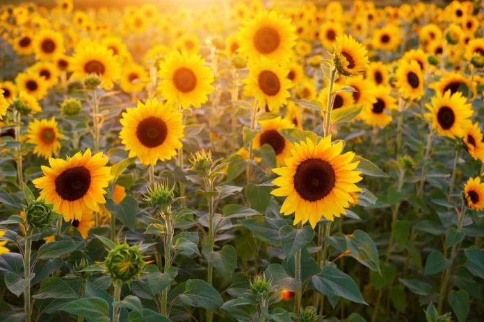 Sunflowers' invisible colors help them attract bees