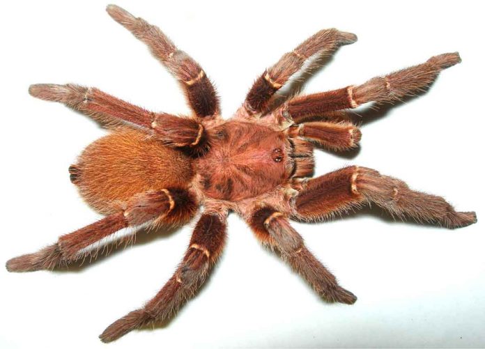 Why king baboon spider venom is so painful
