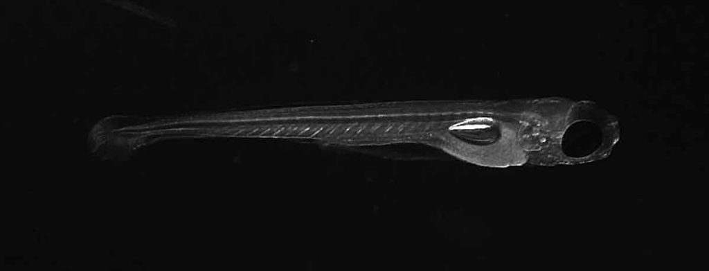 Zebrafish are particularly fitting models for neuroscience research