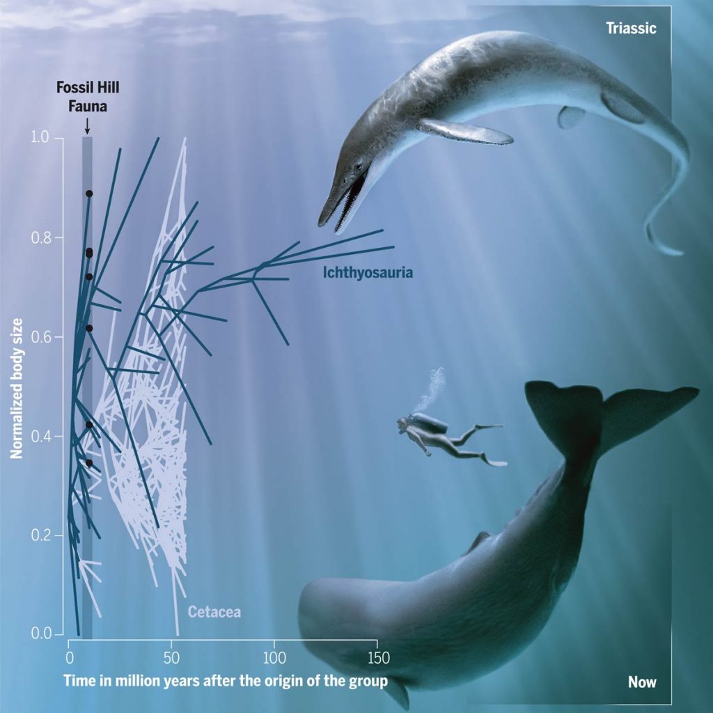  comparison-of-triassic-sea-predator-and-modern-whales