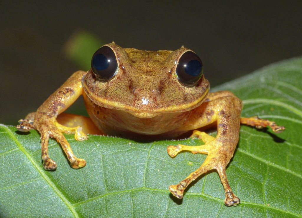 new rainfrog species in Panama