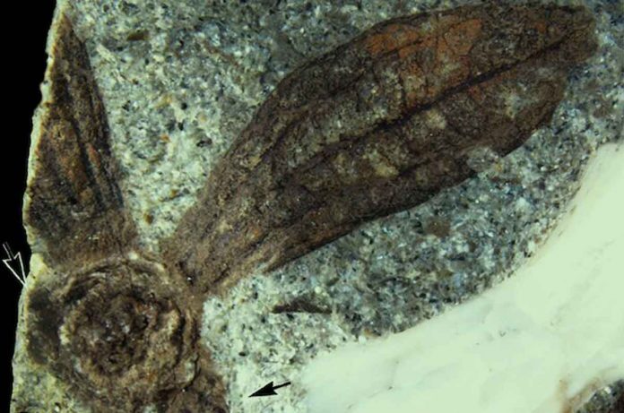 Ancient plant fossils discovery in Washington points to paleobotanic mystery