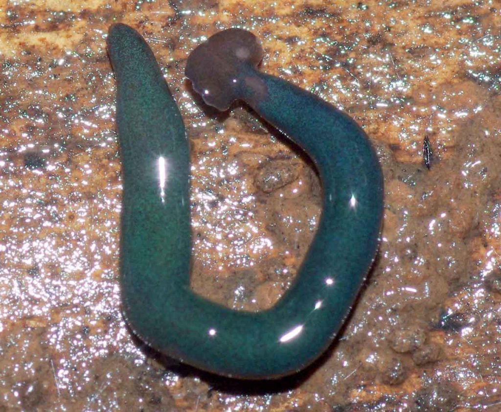 Diversibipalium mayottensis, an invasive species of hammerhead worm found in Mayotte