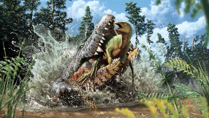 Fossils show a crocodile ancestor dined on a young dinosaur