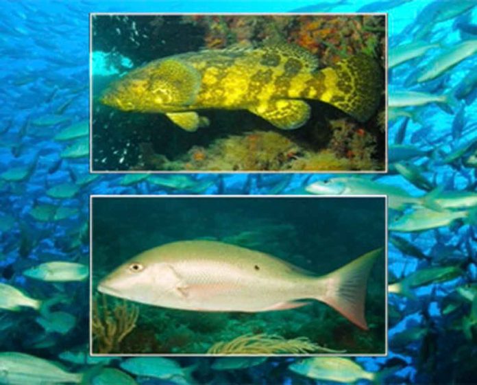 New research shows that 85% of coral reef fish studied are overfished