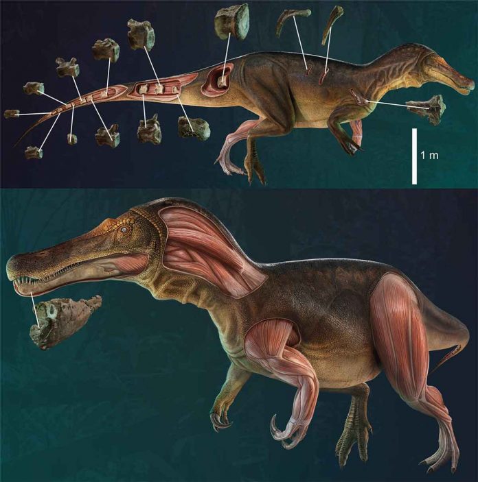 New species of spinosaurid dinosaur discovered in Portugal