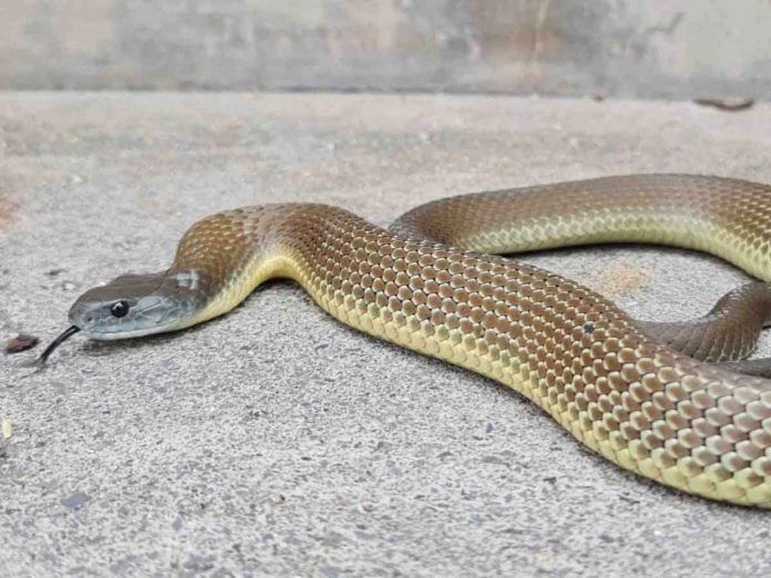 New study reveals mystery origin of iconic Aussie snakes