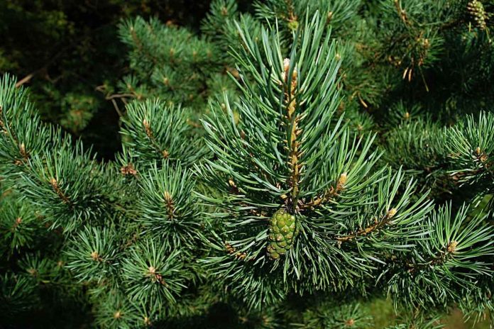 Pine needles tell the story of PFAS in North Carolina
