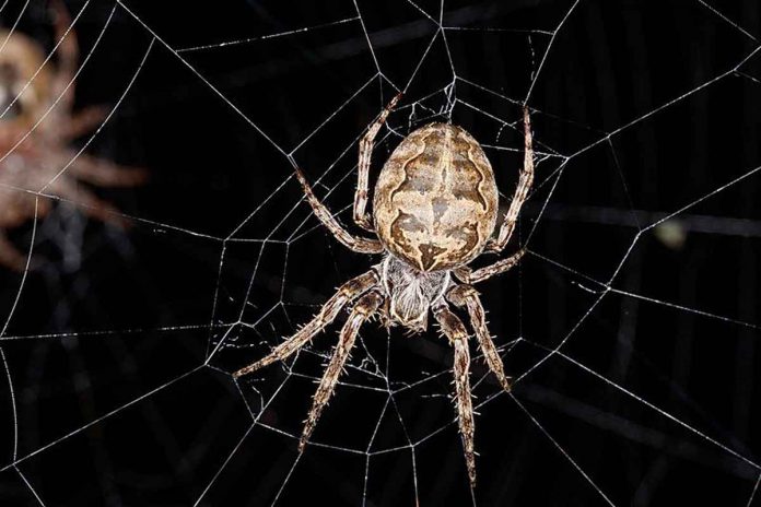 Spider uses its web to expand its hearing capabilities