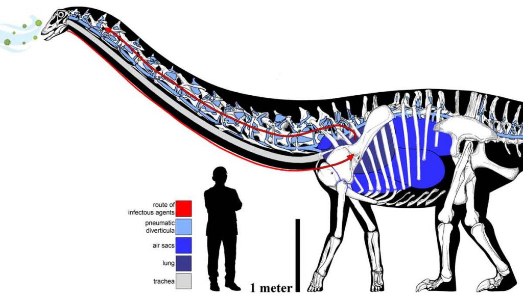 The elaborate and circuitous pulmonary complex of the sauropod