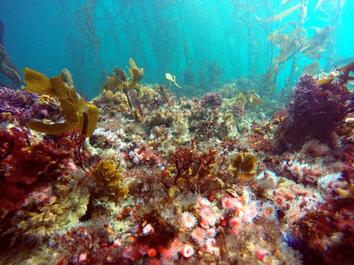 The seafloor at this San Nicolas Island monitoring site exhibits an incredible diversity of invertebrates and algae