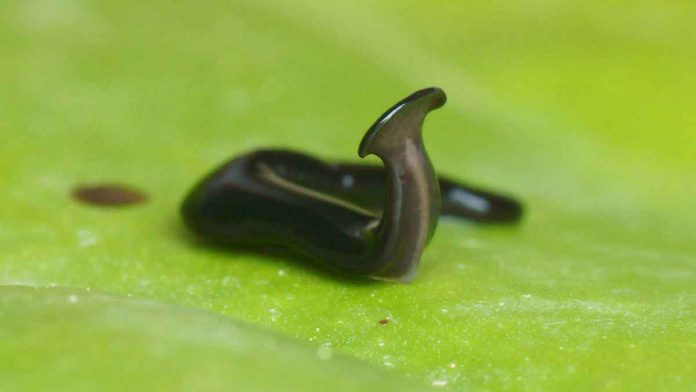 Two new species of invasive hammerhead flatworms found in Europe and Africa