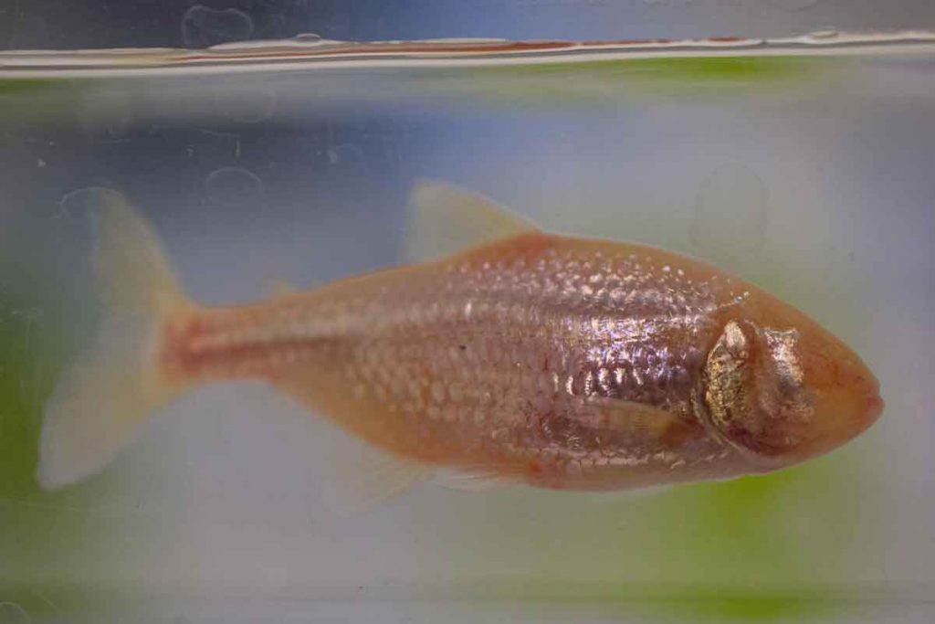 A Mexican blind cavefish in a biology lab