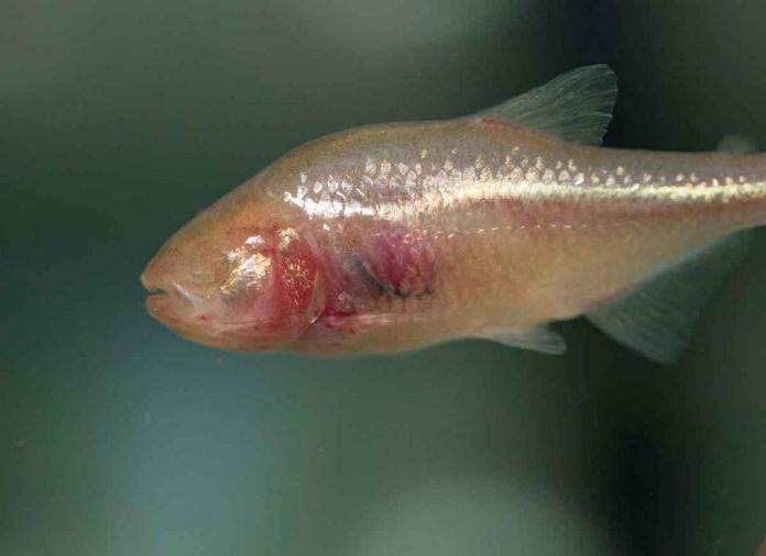 Scientists find how blind cavefish survive their low-oxygen environment